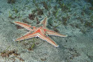 Nocturnal Prints: Red comb star (Astropecten aranciacus) on seabed at night