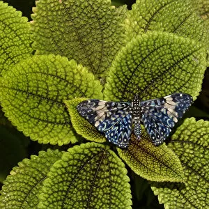 Images Dated 18th March 2013: Red cracker butterfly (Hamadryas amphinome) captive occurs in the Americas