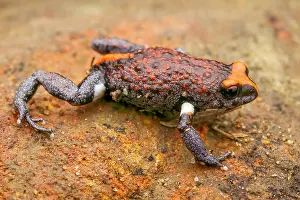 New South Wales Prints: Red-crowned brood frog (Pseudophryne australis) portrait