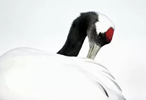 Images Dated 14th February 2014: Red-crowned Crane (Grus japonensis) preening in snow, Hokkaido, Japan, February