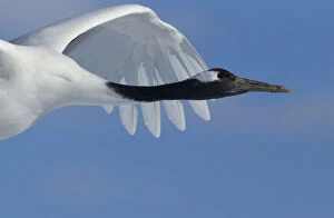 Images Dated 14th February 2014: Red-crowned Crane (Grus japonensis) in flight, Hokkaido, Japan, February