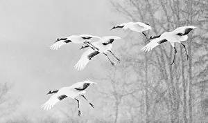 Gruidae Prints: Red-crowned crane (Grus japonicus) flock in flight in falling snow