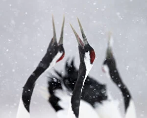 Anticipation Gallery: Red-crowned Cranes (Grus japonensis) displaying and calling in snow, Hokkaido, Japan