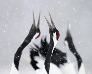 Gruidae Prints: Red-crowned Cranes (Grus japonensis) displaying and calling in snow, Hokkaido, Japan