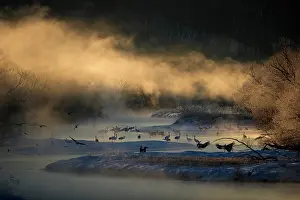 Gruidae Prints: Red-crowned cranes (Grus japonensis) flock and three Sika deers (Cervus nippon) wading in river at sunrise in winter