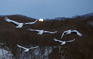 Images Dated 14th February 2014: Red-crowned Cranes (Grus japonicus) flying at twilight, Hokkaido, Japan, February