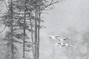 Gruidae Prints: Four Red-crowned cranes (Grus japonicus) in flight in falling snow