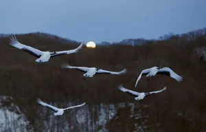 Gruidae Prints: Red-crowned Cranes (Grus japonicus) flying at twilight, Hokkaido, Japan, February
