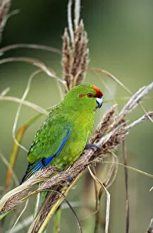 Images Dated 18th February 2014: Red-crowned Parakeet (Cyanoramphus novaezelandiae) Enderby Island, Auckland Islands Group