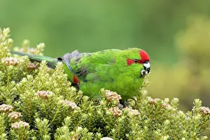 True Parrot Prints: Red-crowned parakeet (Cyanoramphus novaezelandiae) feeding on Mountain cottonwood (Cassinia vauvilliersii)