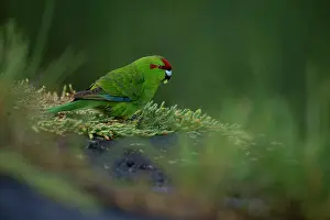 Psittaculidae Prints: Red-crowned parakeet (Cyanoramphus novaezelandiae chathamensis) perched in tree feeding