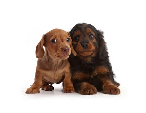 Images Dated 8th August 2017: Red Dachshund puppy and Cavapoo puppy