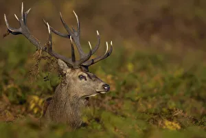 Males Prints: Red deer {Cervus elaphus} adult male in autumnal bracken during the October rut