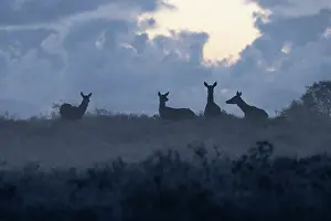Natural Light Prints: Four Red deer (Cervus elaphus) backlit at dawn, Suffolk, England, UK. April