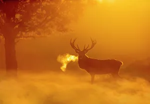 Red deer (Cervus elaphus) backlit at dawn with visible breath. UK. October