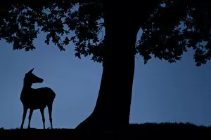 Cervids Collection: Red Deer (Cervus elaphus) doe, silhouetted at dusk, Bradgate Park, UK, November