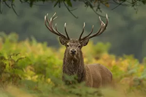 Red deer (Cervus elaphus) dominant stag amongst bracken, Bradgate Park, Leicestershire