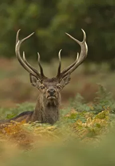 Red deer (Cervus elaphus) dominant stag amongst bracken, Bradgate Park, Leicestershire