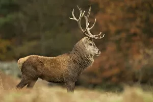 Red deer (Cervus elaphus) dominant stag at rut, Bradgate Park, Leicestershire, England