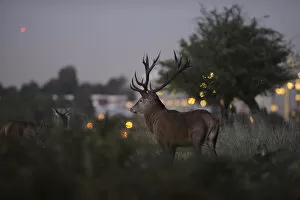 Images Dated 15th October 2011: Red deer (Cervus elaphus) at dusk, lights of Roehampton Flats in background, Richmond Park