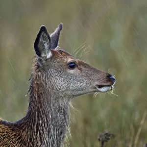 Alertness Gallery: Red deer (Cervus elaphus) female doe portrait, Jura, Scotland, UK, September