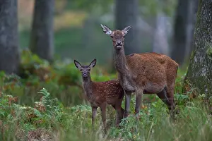 Side By Side Prints: Red deer (Cervus elaphus) female and fawn in woodland