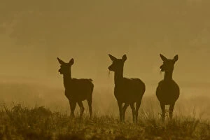 Alert Gallery: Red deer (Cervus elaphus) three females or hinds in silhouette in dawn mist, Leicestershire