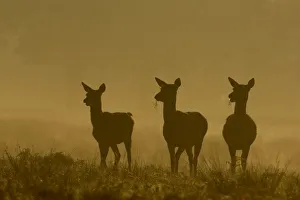 Groups Prints: Red deer (Cervus elaphus) three females or hinds in silhouette in dawn mist