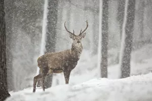 Images Dated 7th March 2012: Red deer (Cervus elaphus) in heavy snowfall, Cairngorms National Park, Scotland