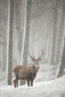 Images Dated 7th March 2012: Red deer (Cervus elaphus) in heavy snowfall, Cairngorms National Park, Scotland