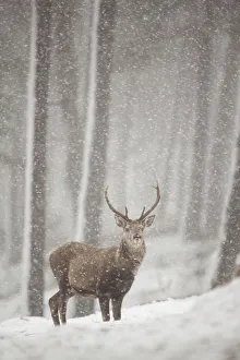 Images Dated 7th March 2012: Red deer (Cervus elaphus) in heavy snowfall, Cairngorms National Park, Scotland
