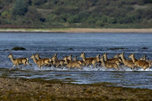 Red deer (Cervus elaphus) herd of female does and young crossing water, Jura, Scotland