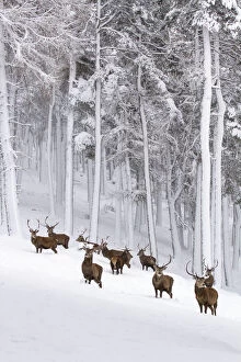Images Dated 12th December 2014: Red Deer (Cervus elaphus) herd in forest in snow, Cairngorms National Park, Scotland, UK