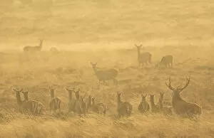 2019 May Highlights Gallery: Red deer (Cervus elaphus) herd during rut in morning light. Derbyshire, England, UK