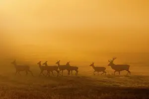 London Prints: Red deer (Cervus elaphus) herd silhouetted at dawn