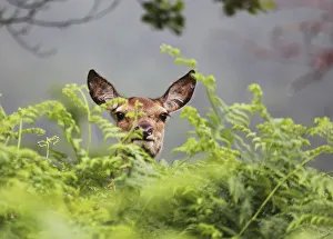 2019 January Highlights Gallery: Red deer (Cervus elaphus) hind in bracken, Glen Etive, Scotland, UK. June