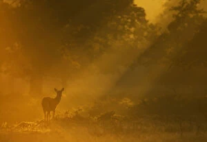 Cervidae Collection: Red Deer (Cervus elaphus) hind in early morning mist. Bradgate Park, Leicestershire, UK, September