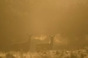 Cervids Collection: Red deer (Cervus elaphus) hind in early morning mist, Leicestershire, UK. October