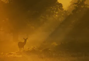 Red Deer (Cervus elaphus) hind in early morning mist. Bradgate Park, Leicestershire, UK, September Red Deer (Cervus elaphus) hind in early morning mist. Bradgate Park, Leicestershire, UK, September