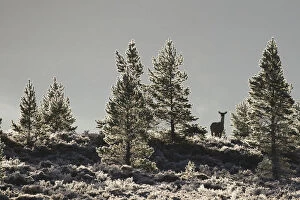 SCOTLAND - The Big Picture Gallery: Red deer (Cervus elaphus) hind in frost covered pine forest, Cairngorms National Park