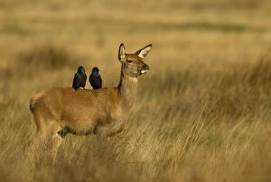 Images Dated 16th March 2011: Red deer (Cervus elaphus) hind with two Jackdaws (Corvus monedula) on her back, Richmond Park