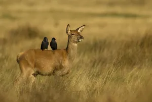 Female Prints: Red deer (Cervus elaphus) hind with two Jackdaws (Corvus monedula) on her back