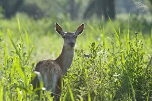 Images Dated 15th June 2009: Red deer (Cervus elaphus) hind in vegetation, Oostvaardersplassen, Netherlands, June 2009