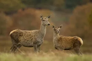 Red deer (Cervus elaphus) hind and young calf, Bradgate Park, Leicestershire, England