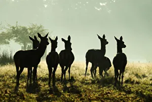 Alert Prints: Red Deer (Cervus elaphus) hinds silhouetted in grassland. Richmond Park, London, UK