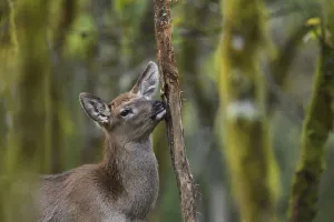 Red deer (Cervus elaphus) in humid montane mixed forest, Laba He National Nature Reserve