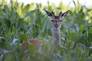 Images Dated 8th August 2013: Red Deer (Cervus elaphus) male with new antler growth, Minsmere RSPB Reserve, Suffolk