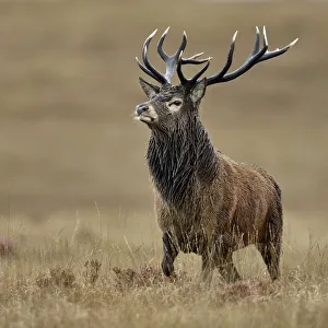 Red deer (Cervus elaphus) male stag roaring portrait, rut season, Jura, Scotland