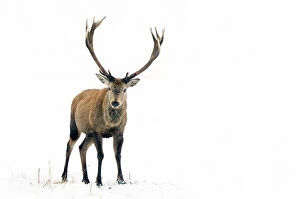 2011 Highlights Collection: Red Deer (Cervus elaphus) male standing in snow. The Netherlands, January