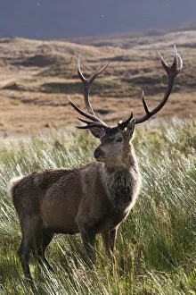 Red deer (Cervus elaphus) on moorland / blanket bog silhouetted against rushes, Alladale Estate